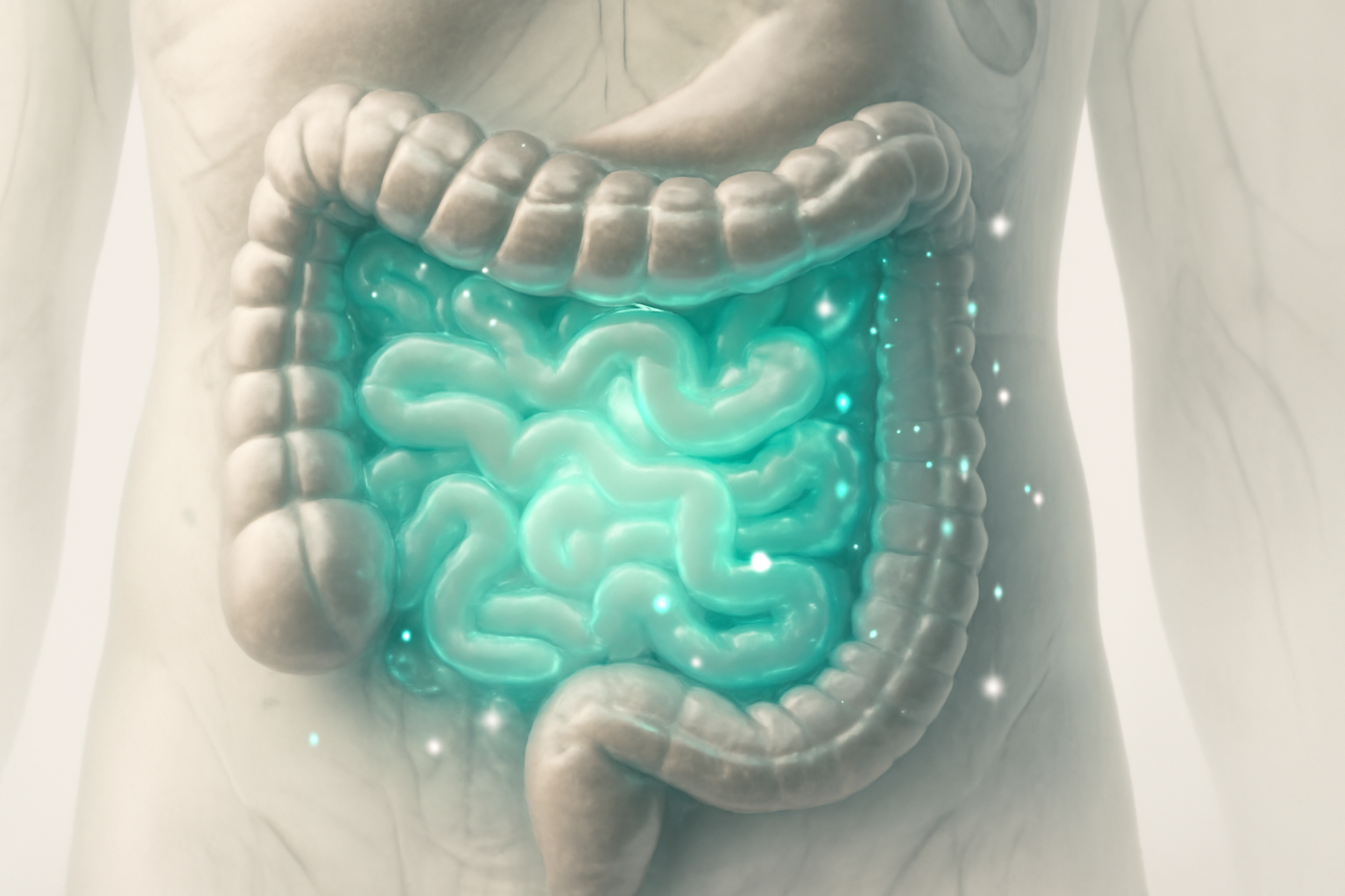 Illustration of the human gut and digestive system highlighting irritable bowel syndrome anatomy